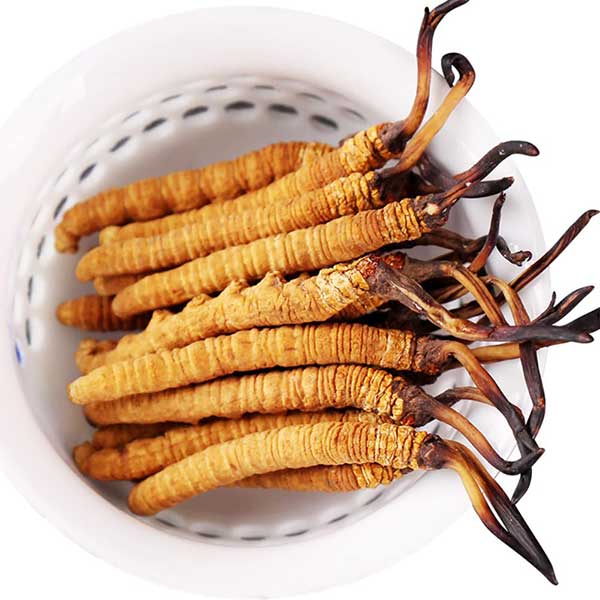 Cordyceps-sinensis