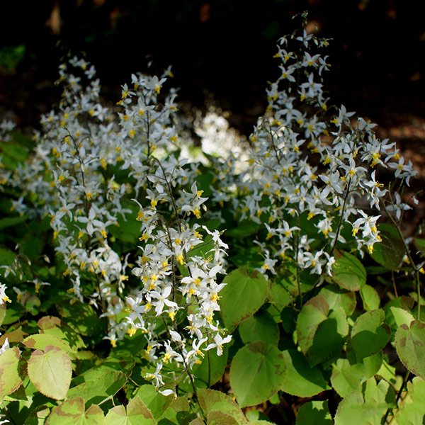 Epimedium-brevicornum