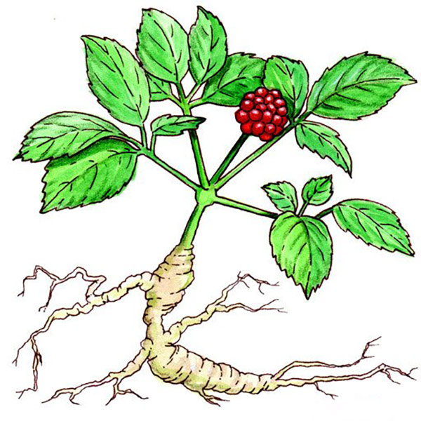 Panax ginseng